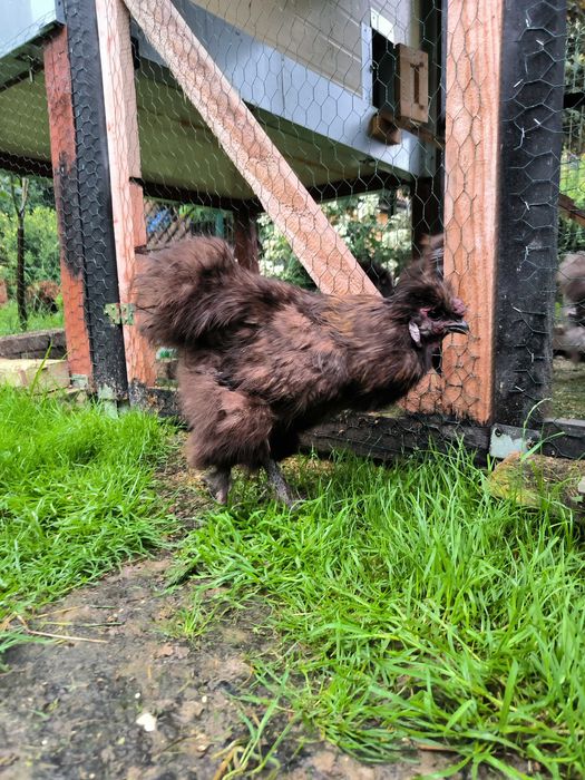 Kogut silka , dwa do wyboru