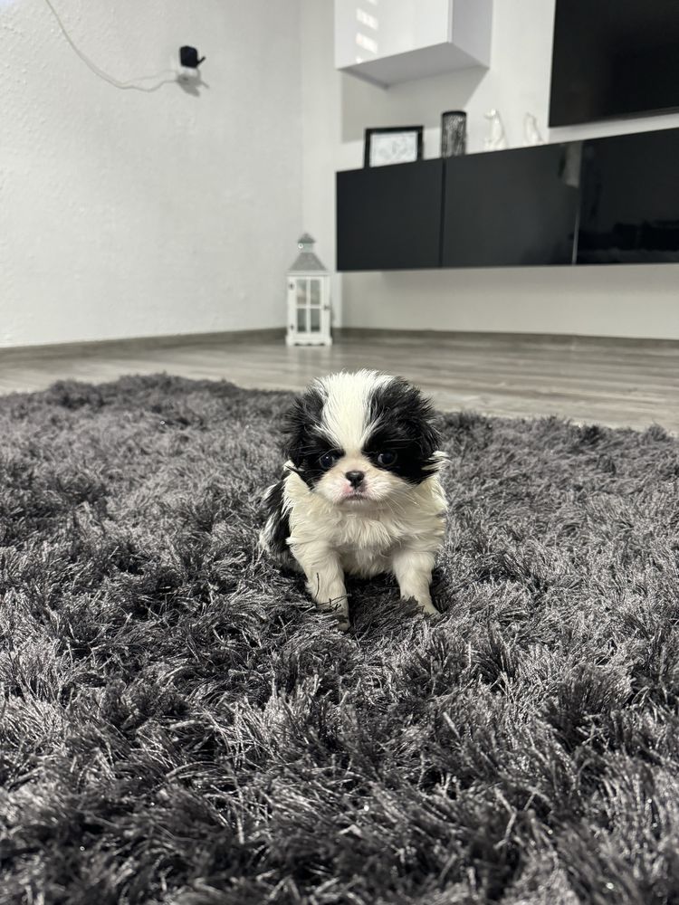 Chin Japoński ZKWP .  Nie cavalier nie pekińczyk nie Shih tzu