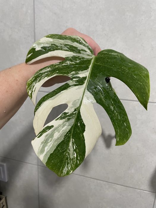 Монстера Аlbo white var, Тайське сузірʼя