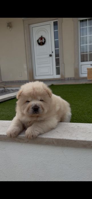 Chow chow macho..