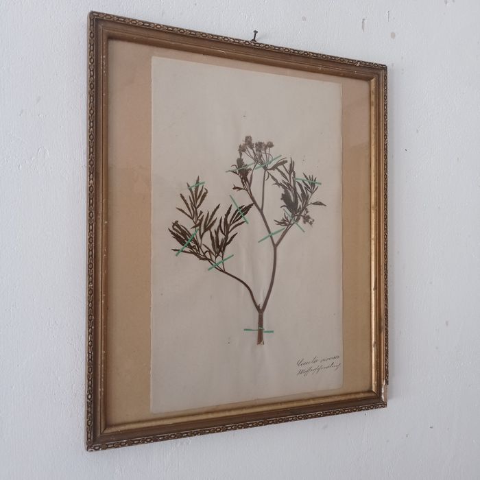 Herbarium roślinne XIX wiek secesja zielnik ręcznie podpisany unikat