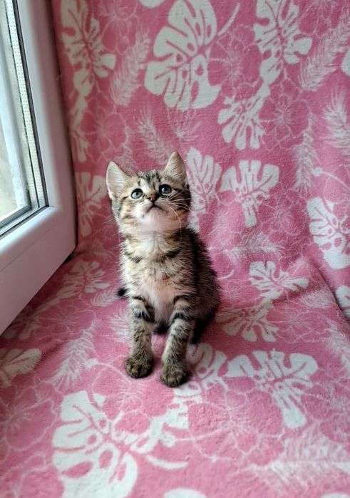 Игривая шотландская девочка