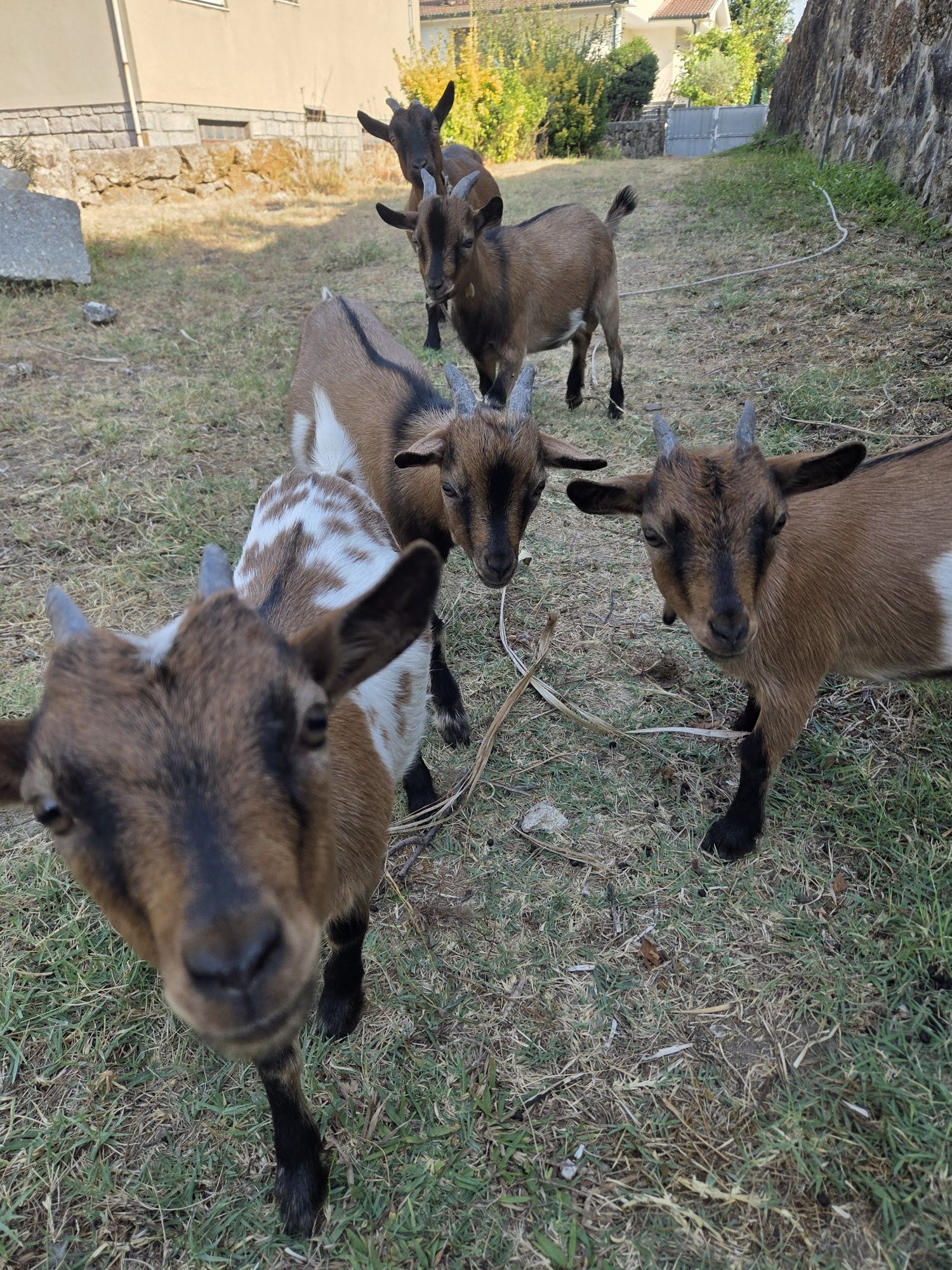 Vendo cabras anas