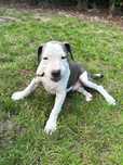 Chłopczyk american staffordshire terrier Amstaff