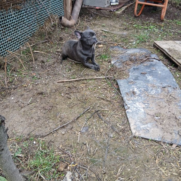 Голубые француженки 6 мес