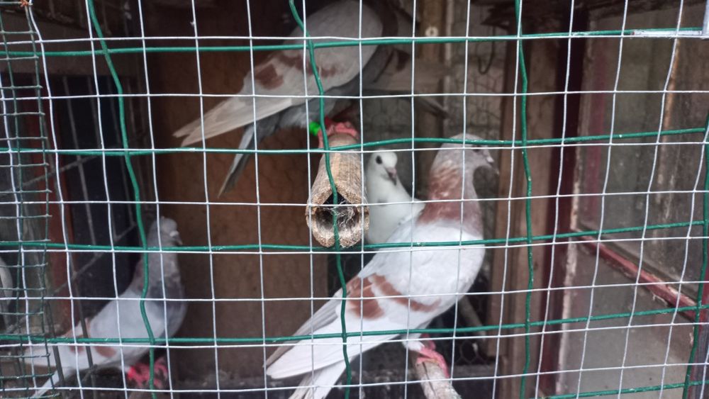 Vendo pombos de varias raças