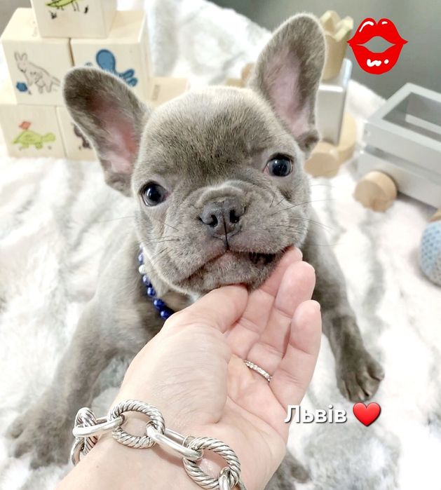 Львів. Розкішний бульдог блакитного окрасу