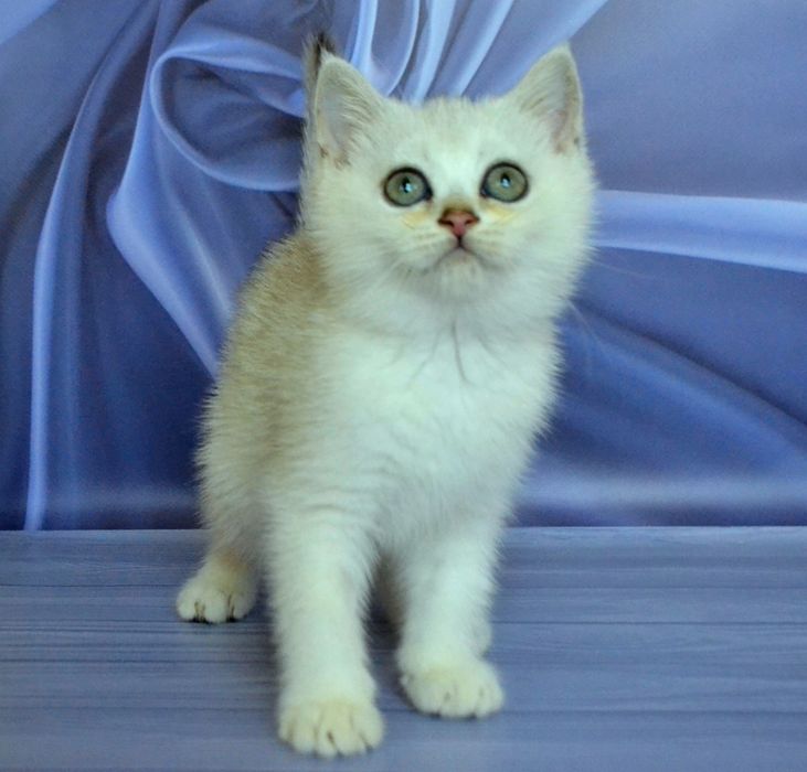 Нарядная барышня серебристая шиншилла