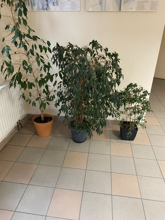 Ficus benjamin 3 sztuki