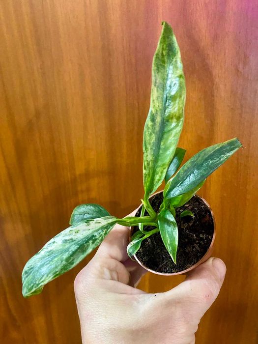 Rhaphidophora Puberula variegata