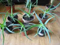 Kwiat doniczkowy Aloes, Aloe Vera, sadzonki