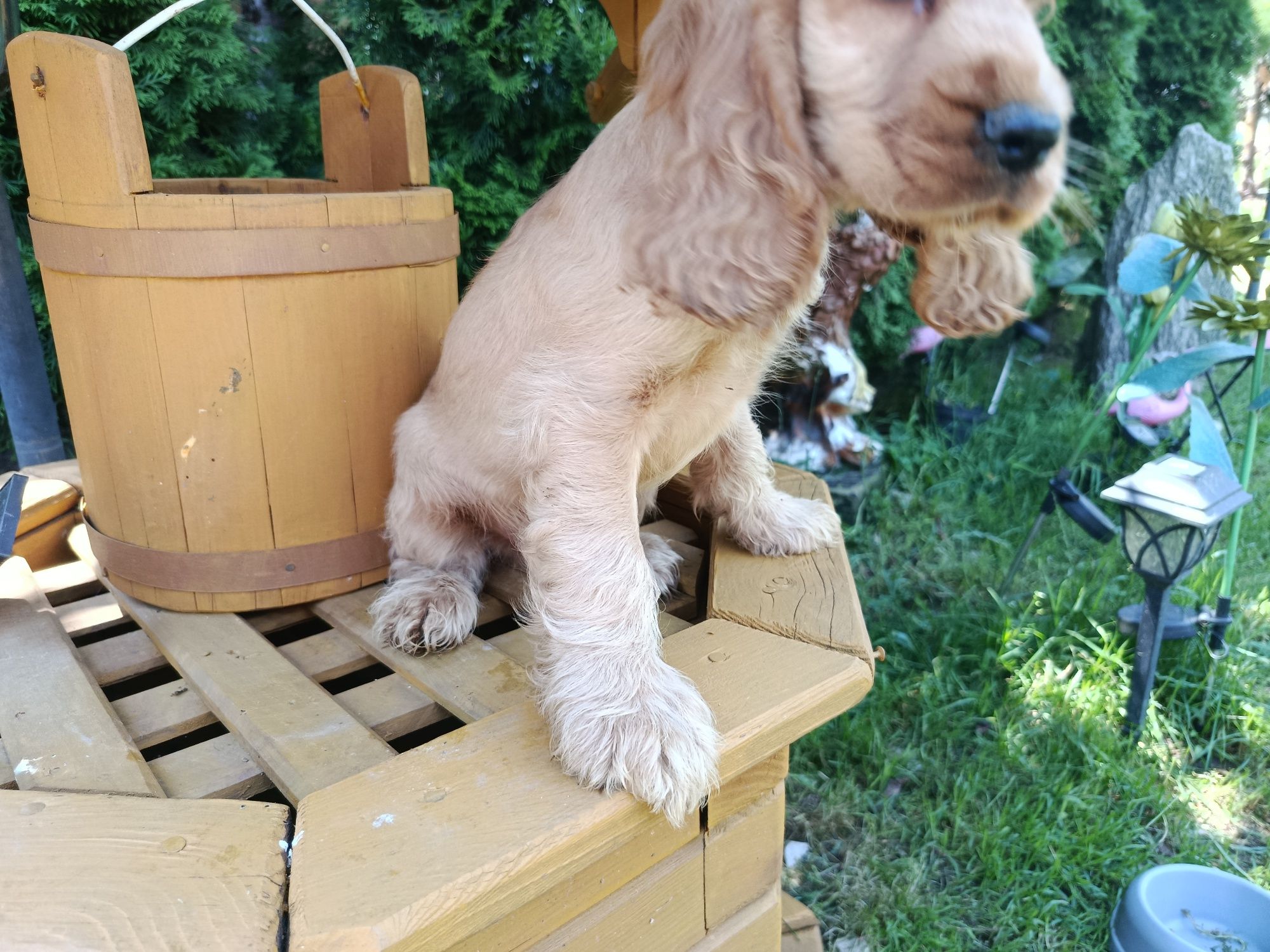 Cocker Spaniel angielski Piesek Rodowód witam posiadam