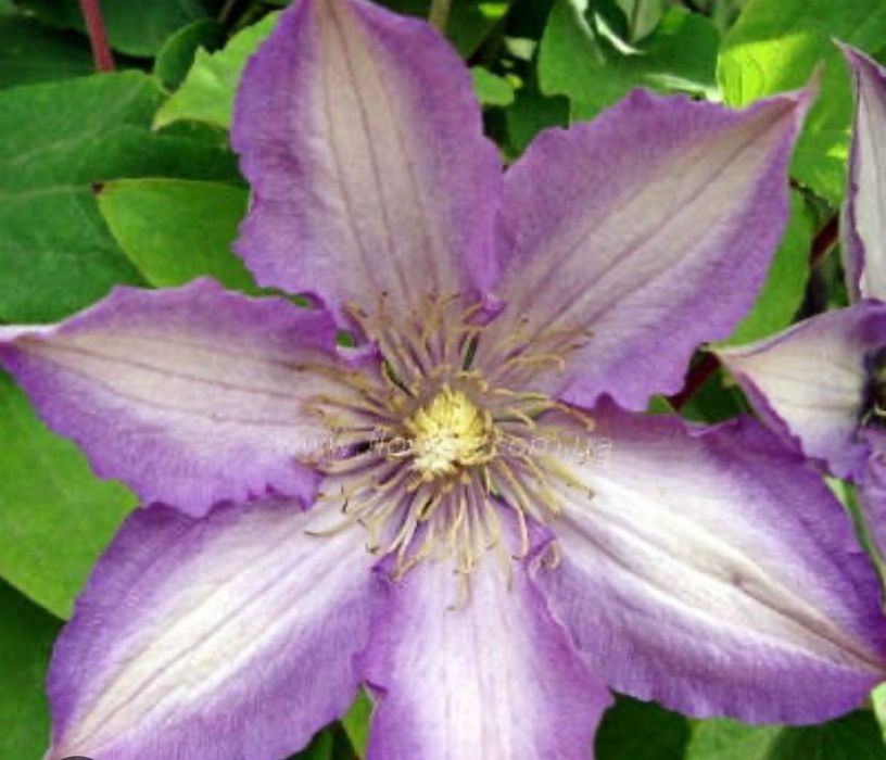 Рождественник. Бругмансия. Клематис.