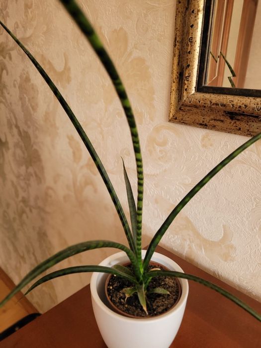 Roślina doniczkowa .Sensewieria