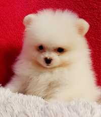 Pomeranian xs szpic miniaturowy ZkwP FCI