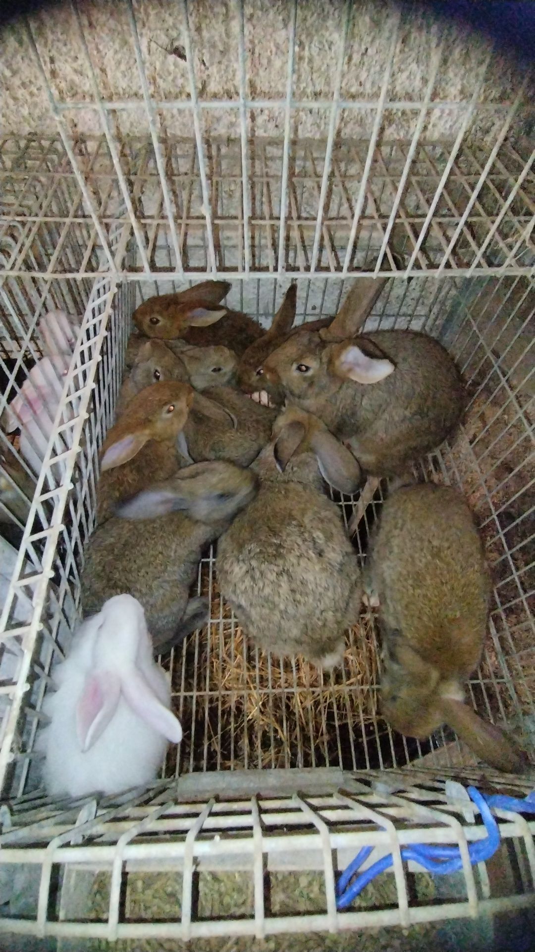 Coelhos várias idades
