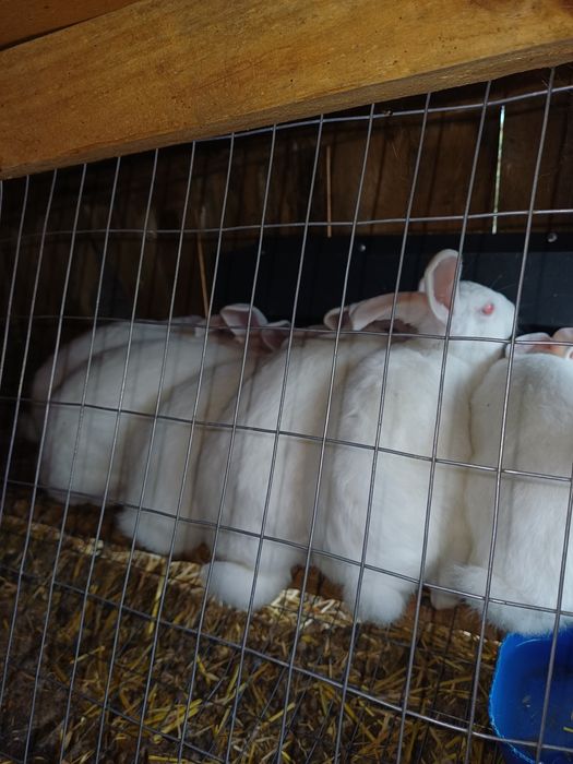 Продаю кролів породи термонська біла.