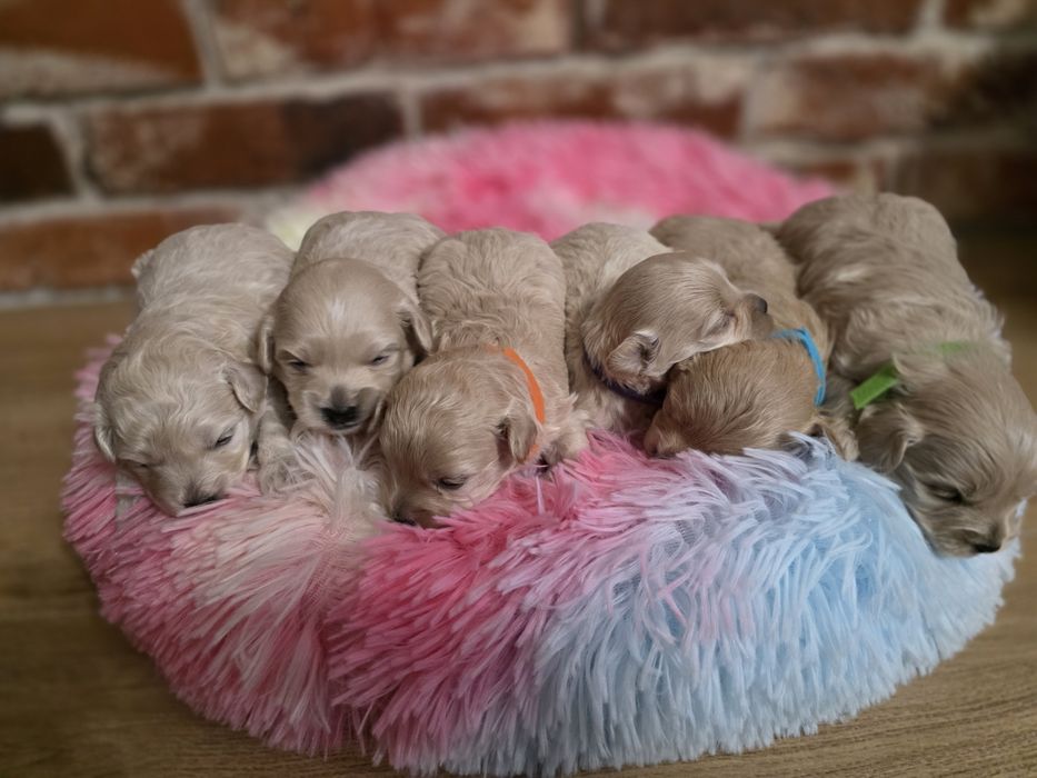 Maltipoo f1 piesek do  rezerwacji !!