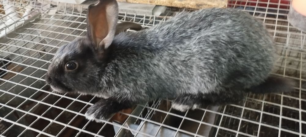 Кролі Полтавське срібло