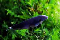 Риба чорний ніж 5-6 см, черный нож, экзотические рыбки