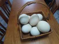 Ovos de avestruz