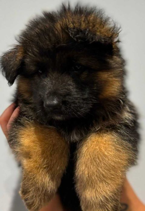 Owczarek niemiecki długowłosy Hodowla  Venus zarejestrowana PFK