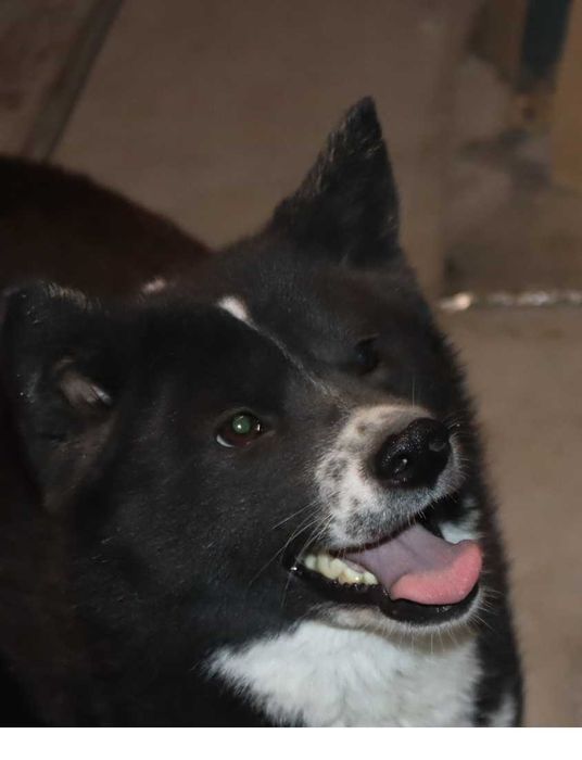 В хорошие руки Акита-инну