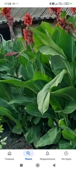 Продам канни (коріння)