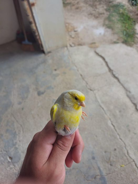 Ágata Opala Mosaico Amarelo