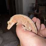 Phantom red dalmatian samiec