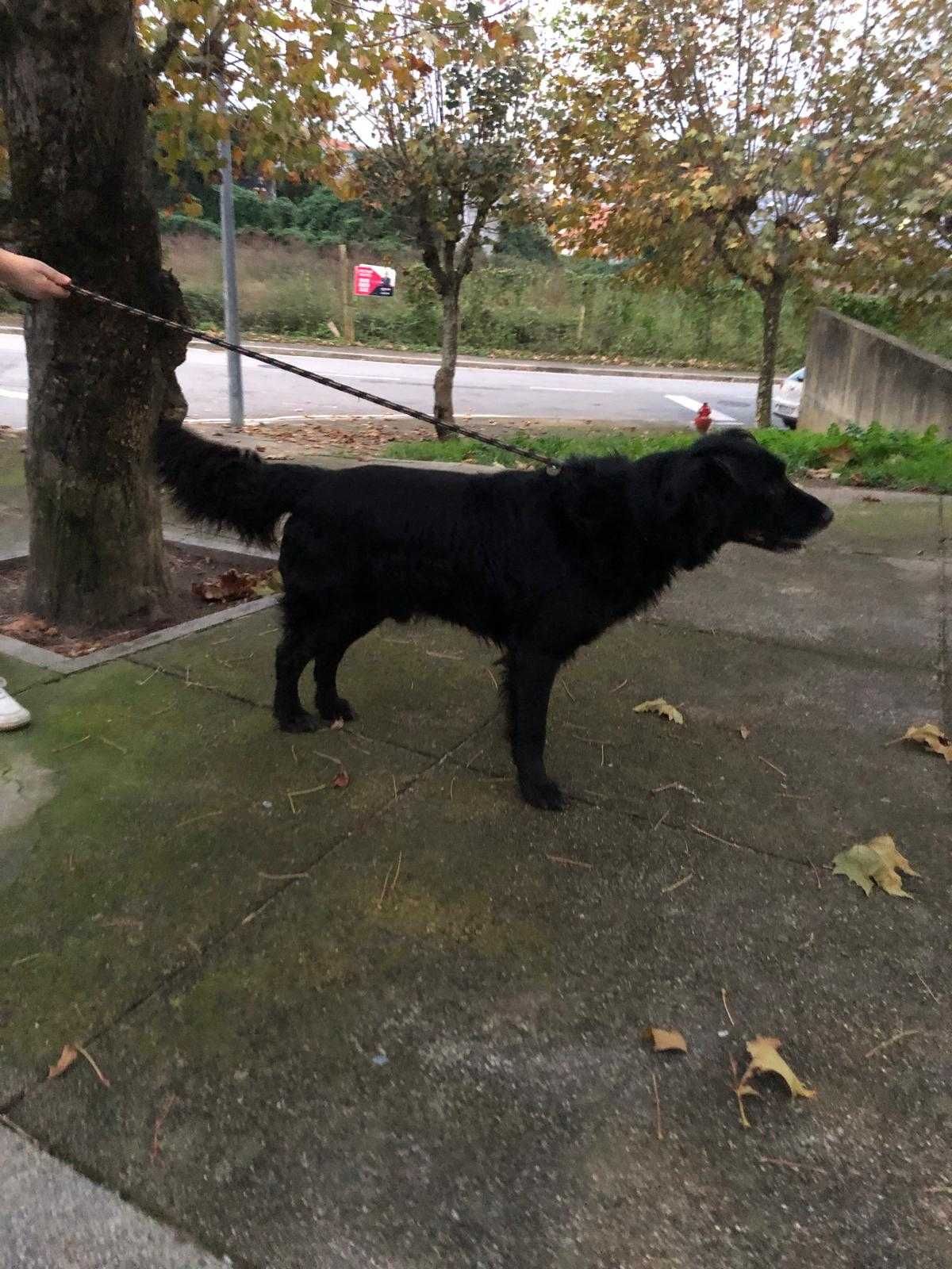 Puk - Cão Para Adoção
