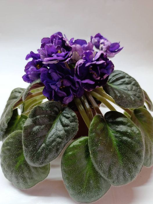 Фіалка фиалка Седой океан квіти цветы цветок