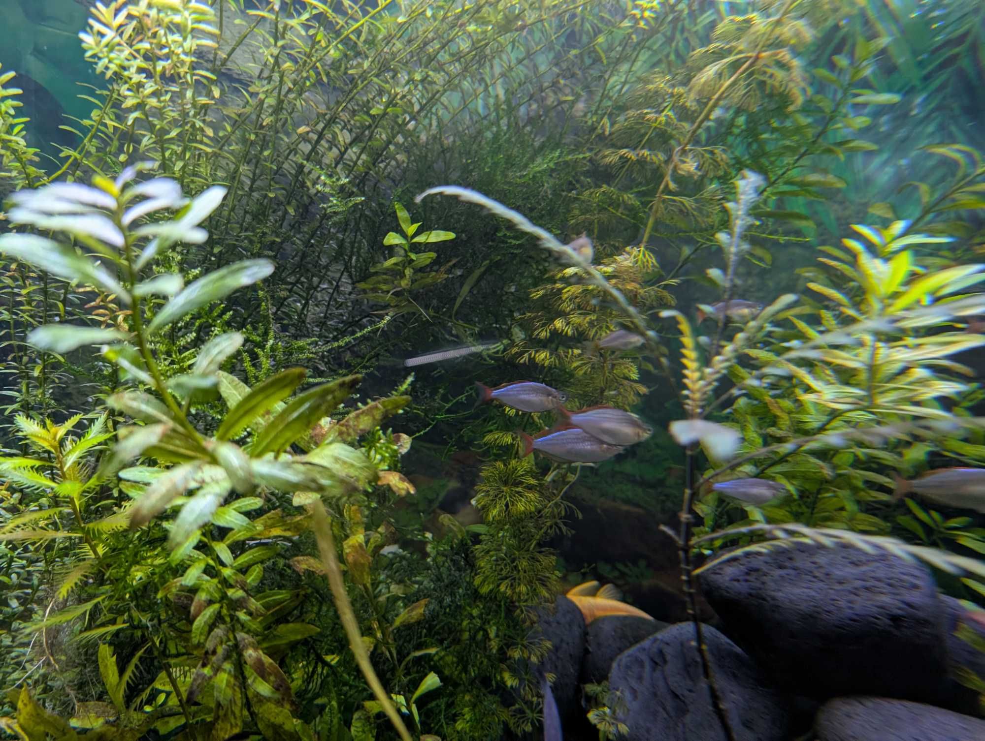 PEIXE ARCO-ÍRIS Néon > 2.5 cm