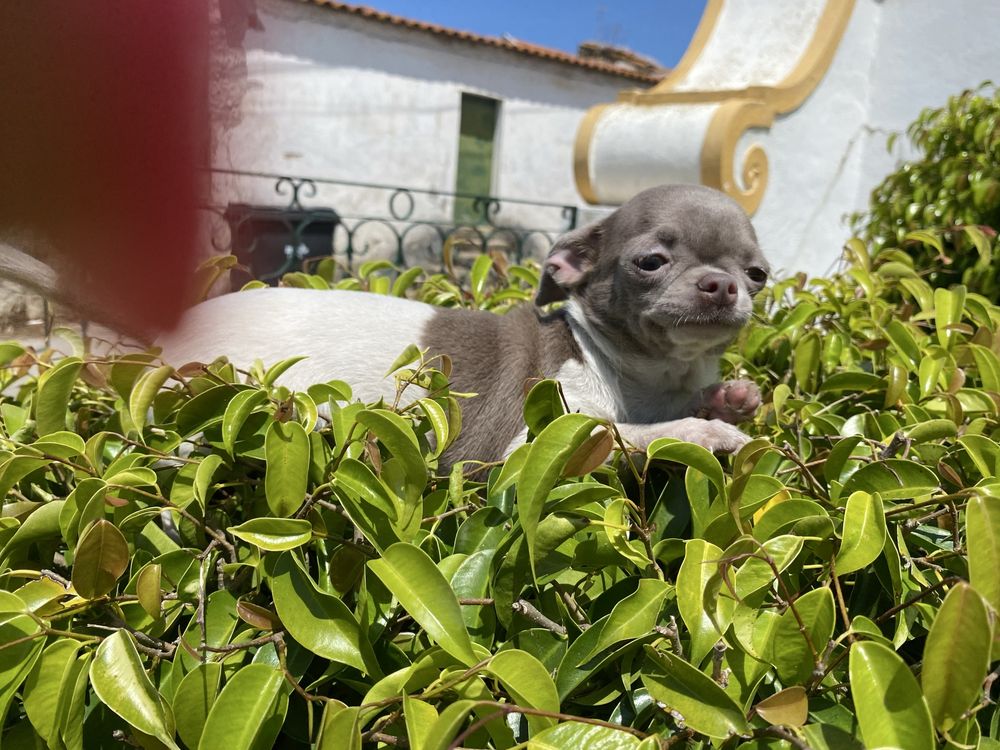 Chihuahua macho  excelente