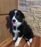 Border Collie piękny piesek czarno-biały