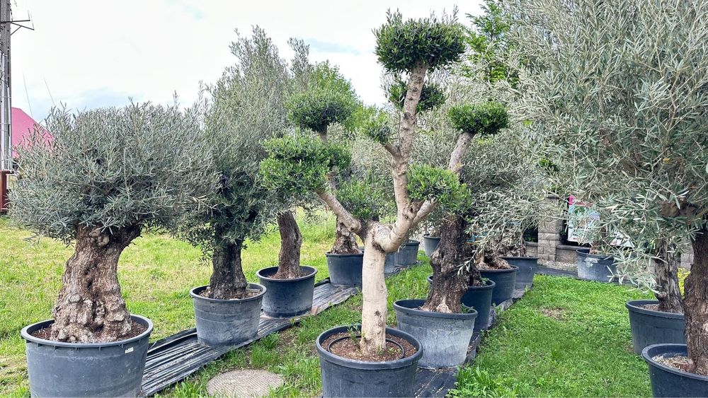 Drzewa oliwne olea europaea