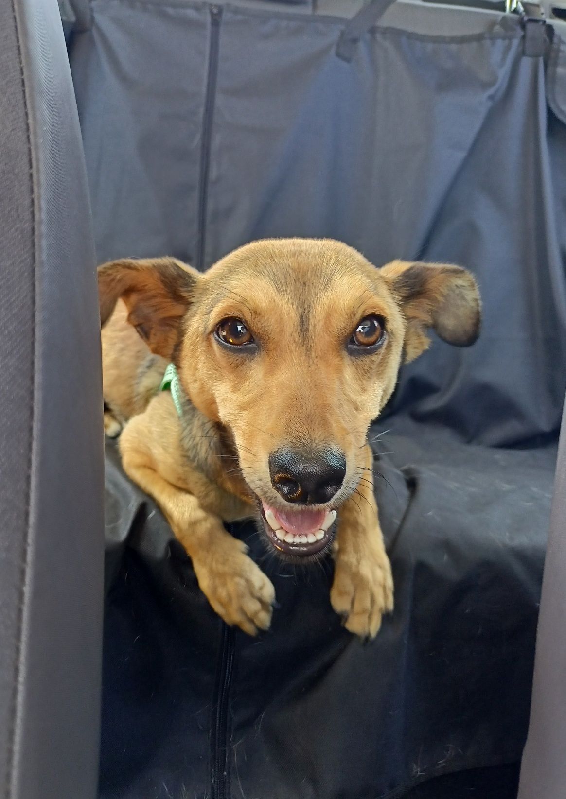 Cão jovem e pequeno