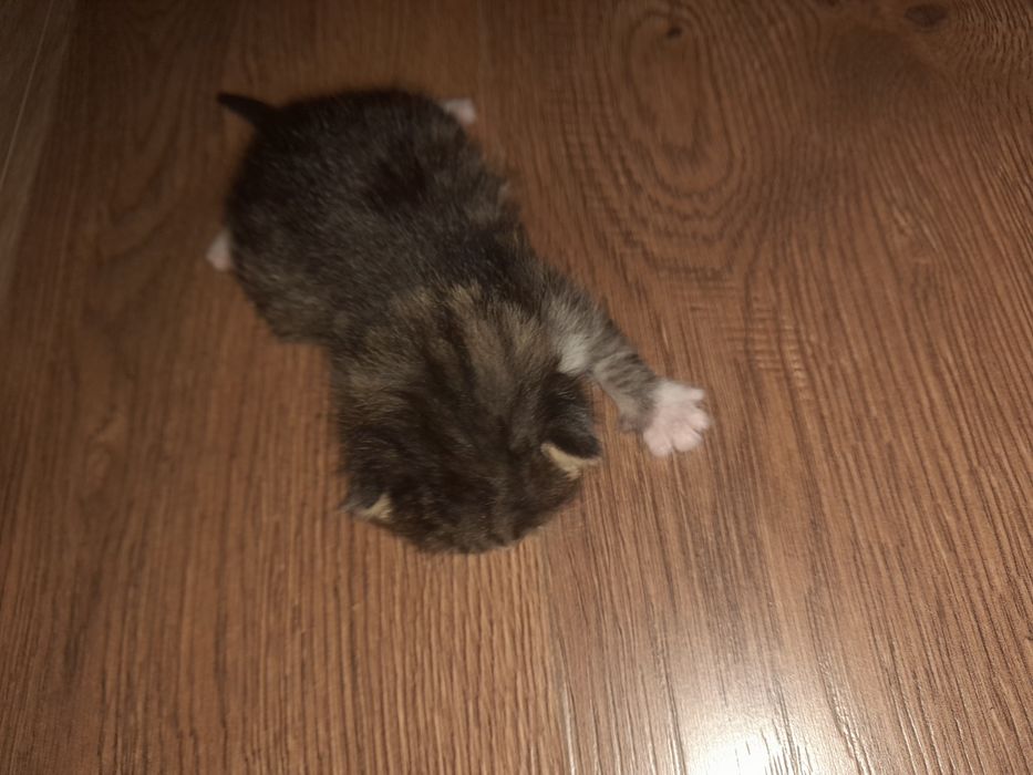 Kotki do adopcji