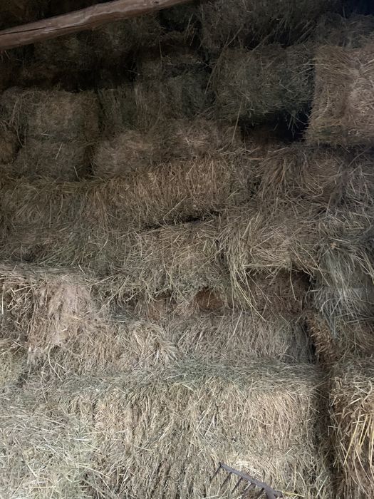 Продам сіно люцерна і лугове