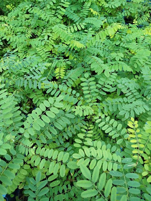 Саджанці дерев на дорощування