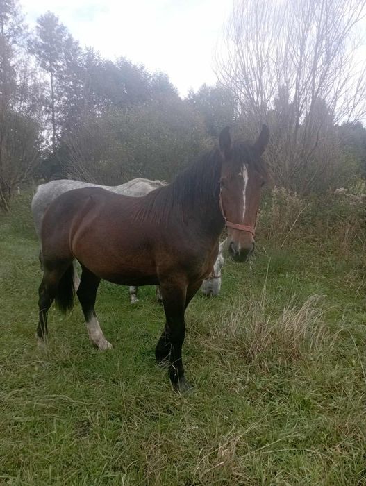 Klacz, kobyła 1,5roku