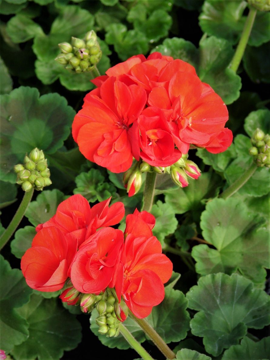 Pelargonie,  kwiaty balkonowe