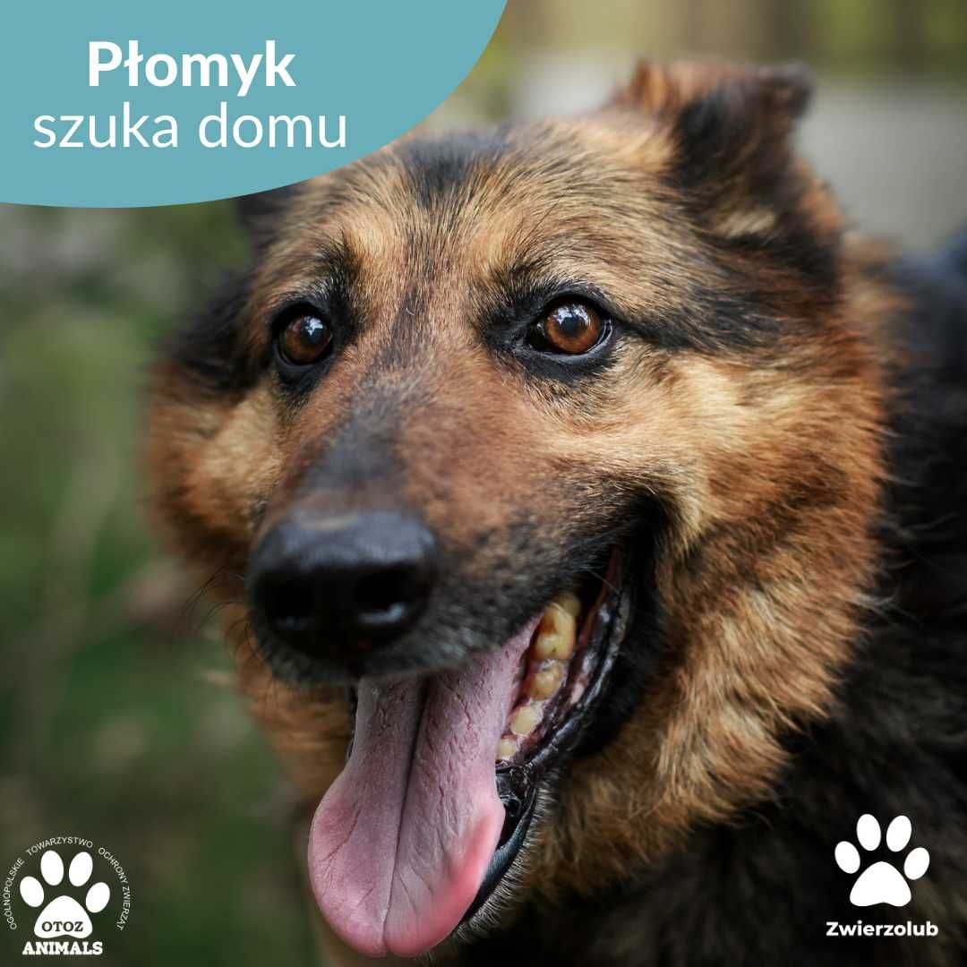 Pogodny Płomyk czeka na nowy dom