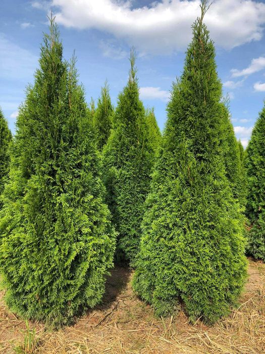 Tuja szmaragd, tuje, thuja szmaragd do 250 cm!