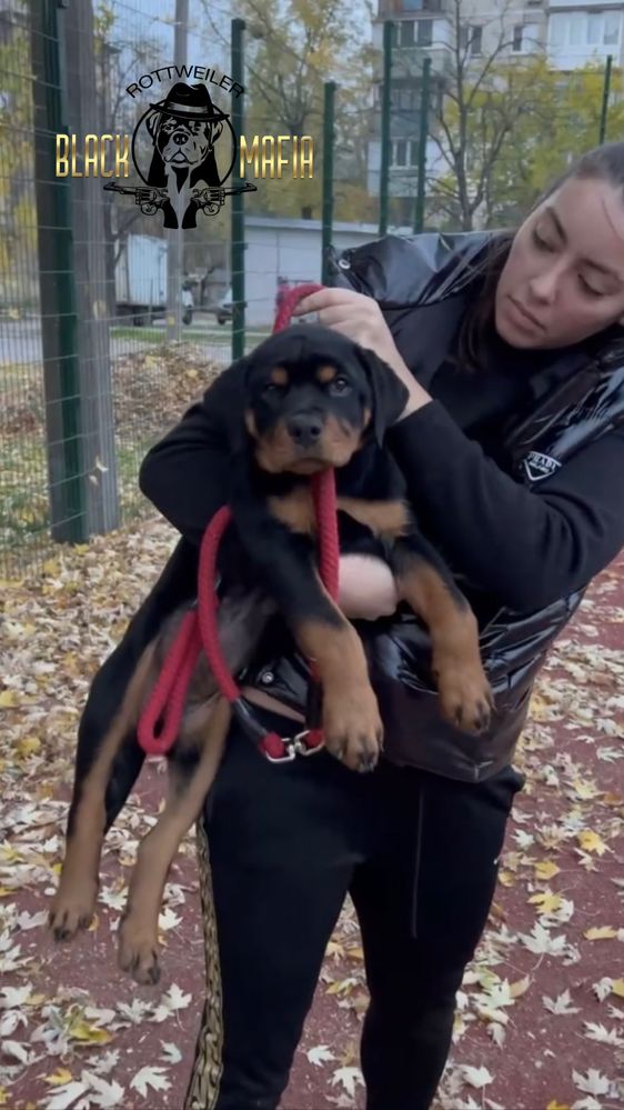 Щенки от титулованых родителей КСУ