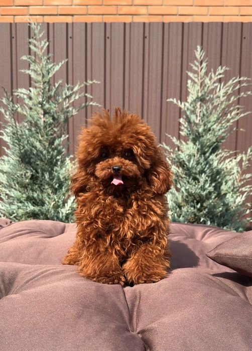 Той пудель для вʼязки