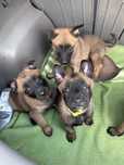 Owczarek Belgijski Malinois