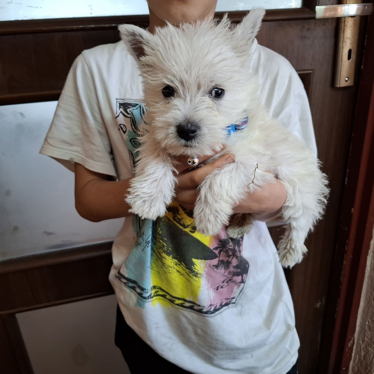 West highland white terrier
