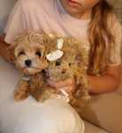 Maltipoo pudel+ Maltańczyk dziewczynka