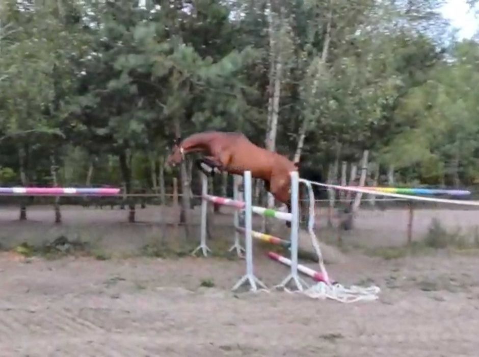 Ogier z linii Chacco-Blue (dobry Tuv)